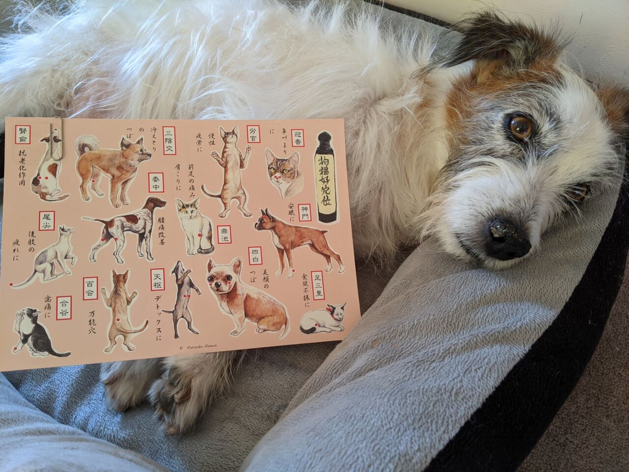 マッサージ Sotto Voce