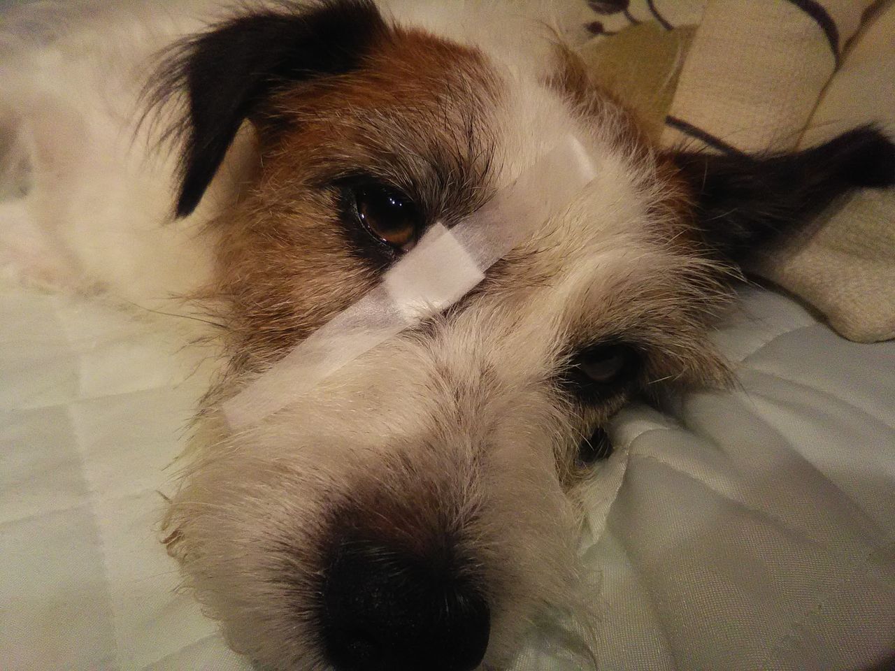 僕は 眼帯犬 Sotto Voce 僕は 眼帯犬 Sotto Voce
