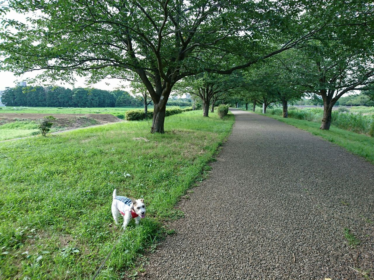 親風を吹かす