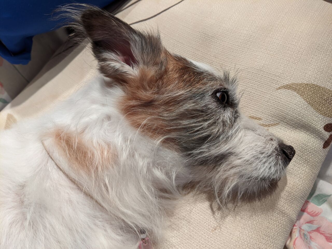 2週間集中腸内環境改善キャンペーン Sotto Voce