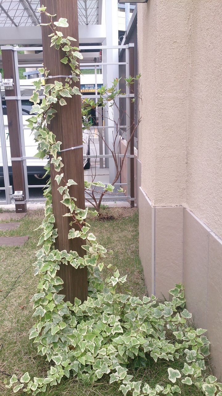 神奈川県 横浜市 都筑区 青葉区 創美ガーデン お庭 アイビー s garden日誌 神奈川県 横浜市 都筑区 青葉区 創美ガーデン お庭 アイビー s garden日誌