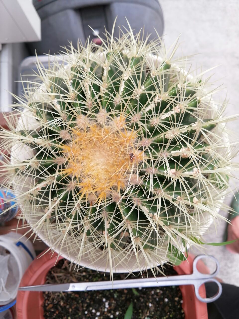 サボテン日記 キンシャチ よちむね八代