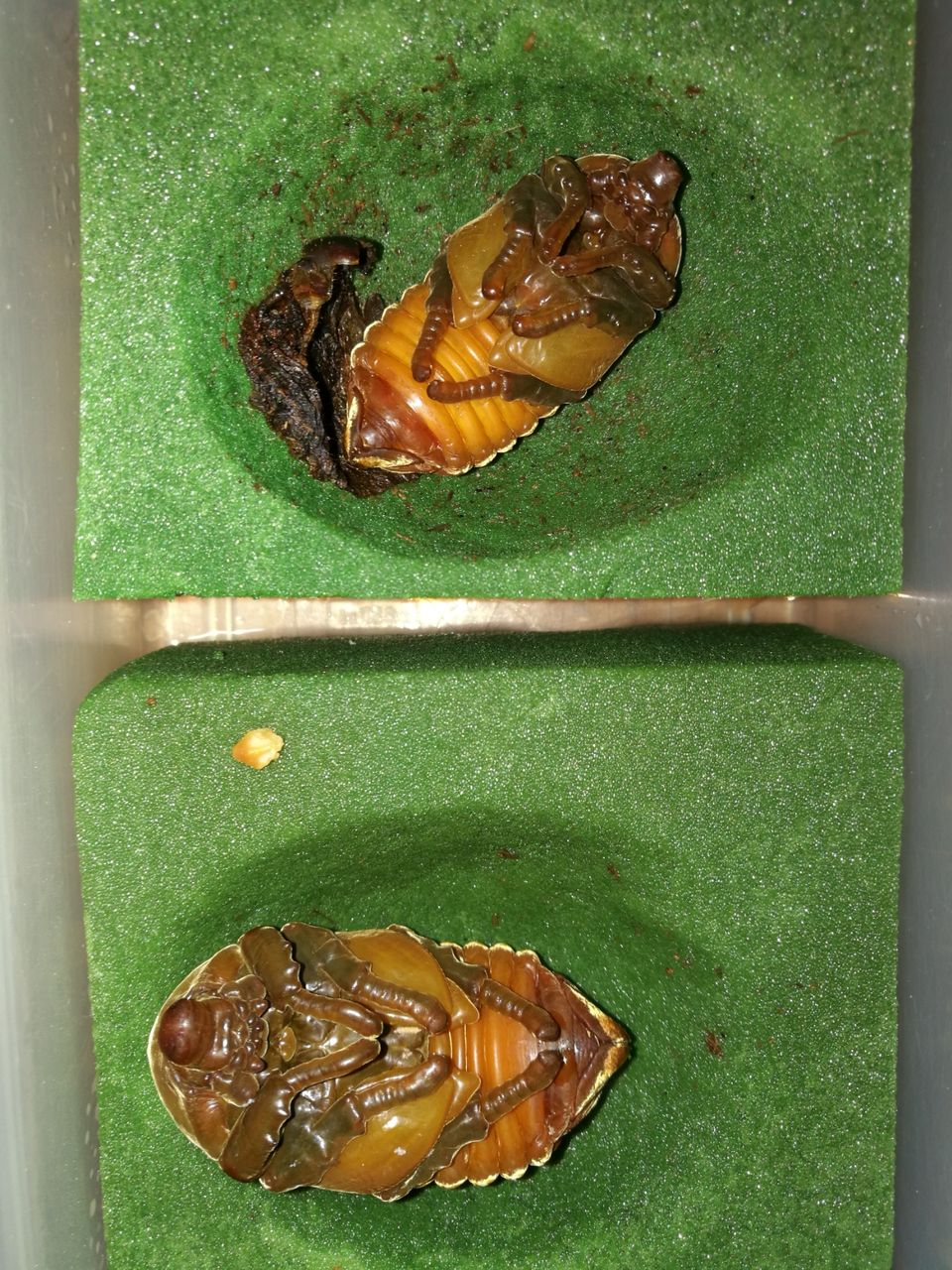 カブトムシ羽化 よちむね八代 カブトムシ羽化 よちむね八代