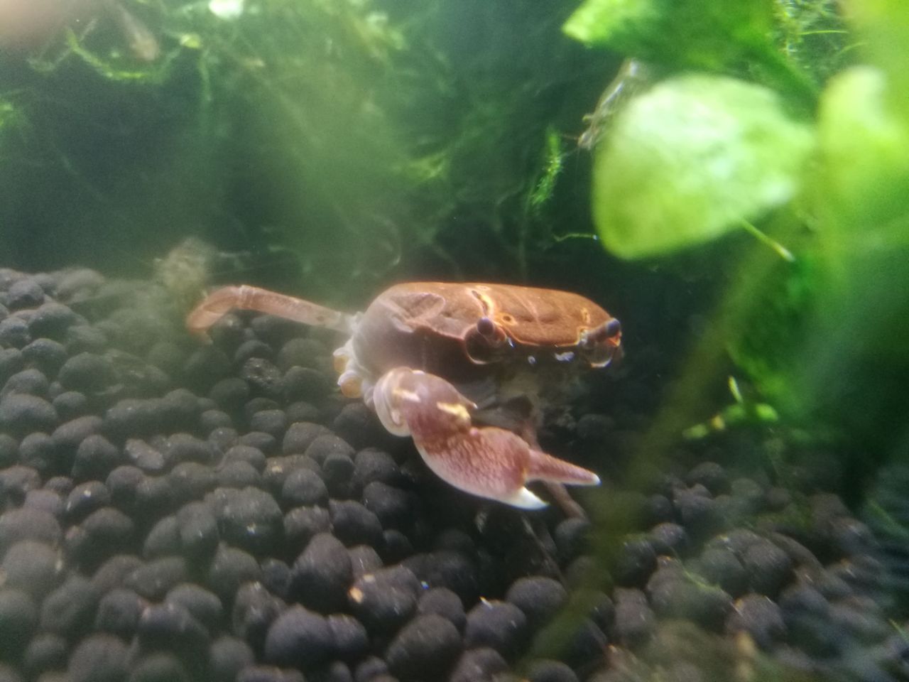 我輩はサワガニである よちむね八代