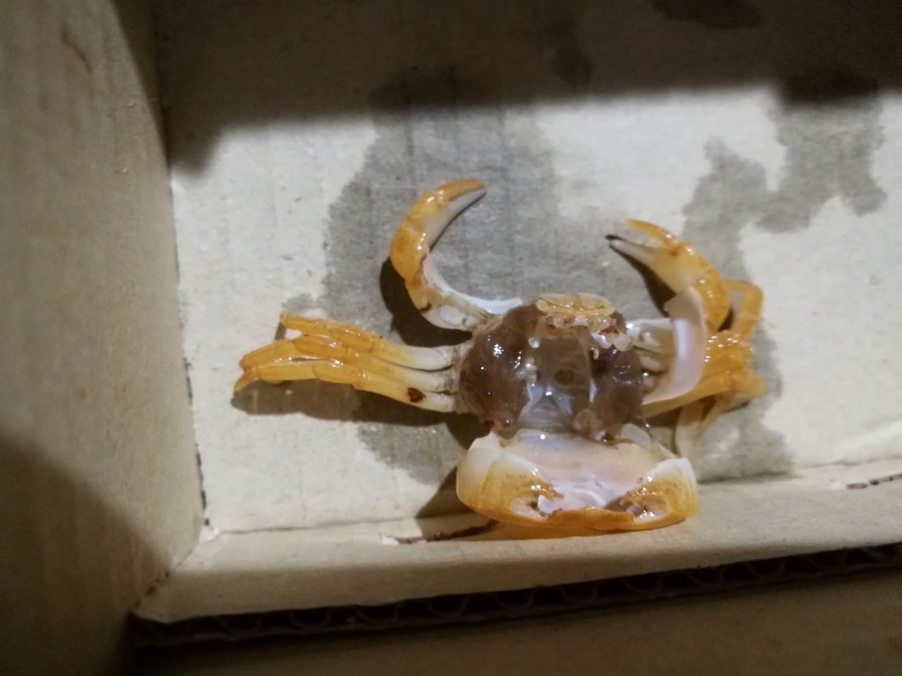 サワガニ脱皮 18 09 15 よちむね八代 サワガニ脱皮 18 09 15 よちむね八代