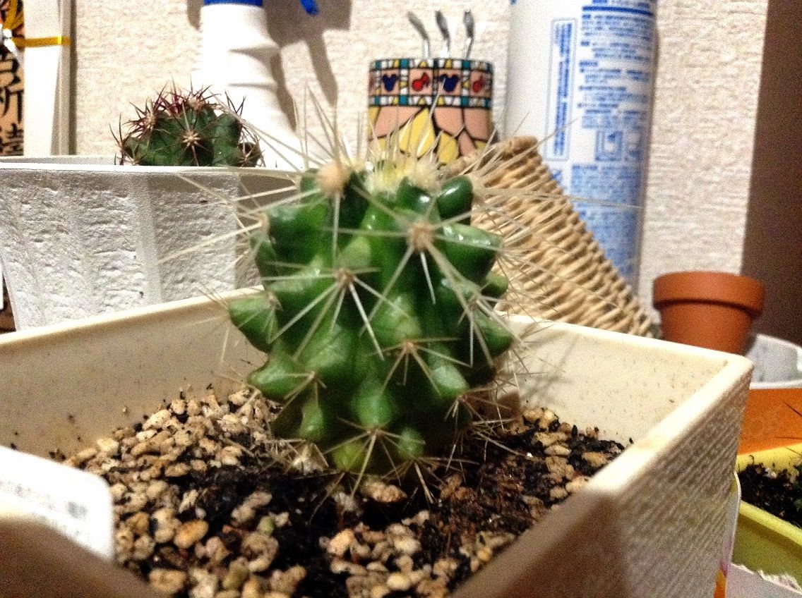 サボテン日記 キンシャチ よちむね八代