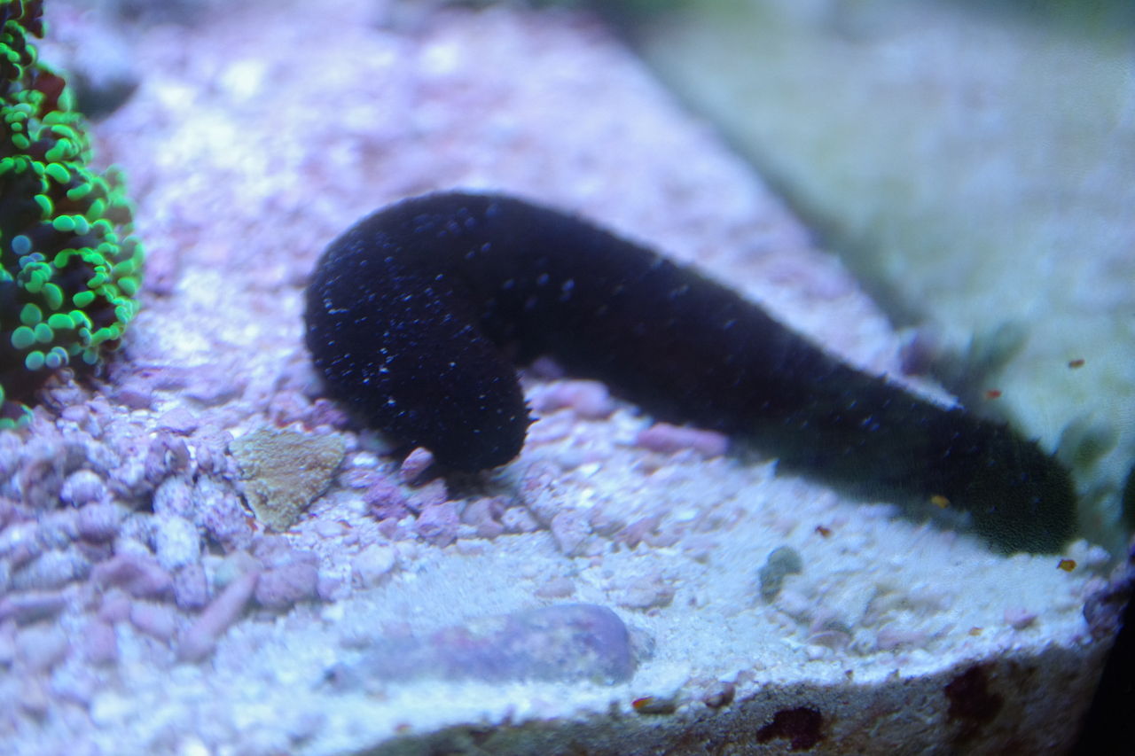 お魚 小さなサンゴの楽園 水槽ひろば お魚 小さなサンゴの楽園 水槽ひろば