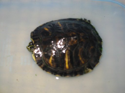 リバークーター Exotic Pet Life リバークーター Exotic Pet Life