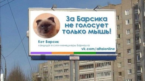 cat-poster-barnual-barsik
