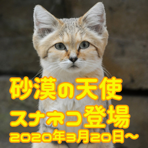 スナネコ2-thumb-710x710-5488