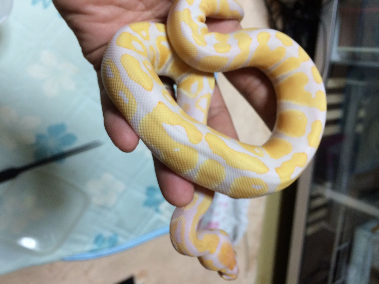 ボールパイソン6匹目 ボールパイソンとレオパと過ごす