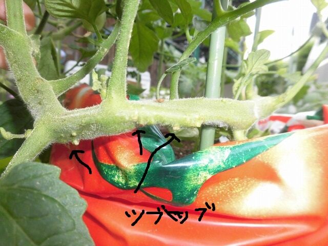 何の情報を信じればよいのやら トマト栽培意外と難しい ツインソウルからの体感 気づき