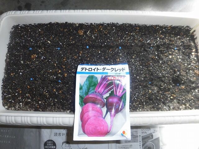 春だから 色々種まき楽しいね ツインソウルからの体感 気づき 春だから 色々種まき楽しいね ツインソウルからの体感 気づき