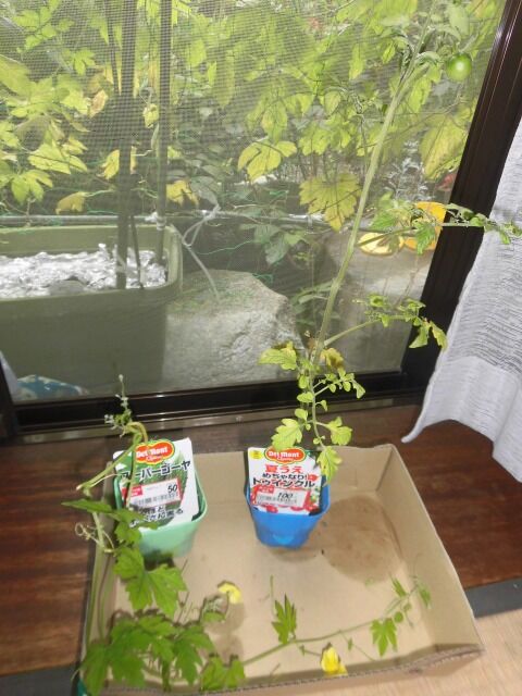 ゴーヤとミニトマトの売れ残り苗買っちゃいました ツインソウルからの体感 気づき ゴーヤとミニトマトの売れ残り苗買っちゃいました ツインソウルからの体感 気づき