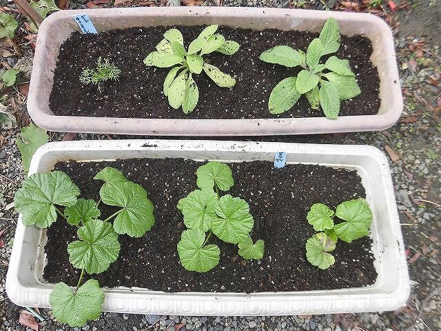 マロウ うすべにあおい 栽培 ツインソウルからの体感 気づき