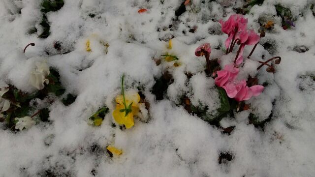 雪が降ってもプランターの小松菜を収穫 ツインソウルからの体感 気づき 雪が降ってもプランターの小松菜を収穫 ツインソウルからの体感 気づき