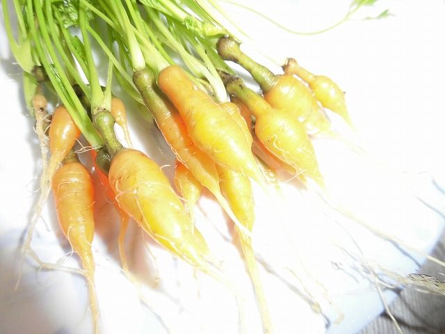 牛乳パックミニにんじん栽培記２０１９秋 収穫 ツインソウルからの体感 気づき