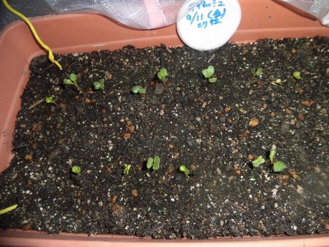 ラディッシュの種まき わずか２日で発芽 ツインソウルからの体感 気づき