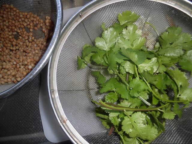 去年のこぼれ種から自然発芽したパクチーでパクチーカレー ツインソウルからの体感 気づき