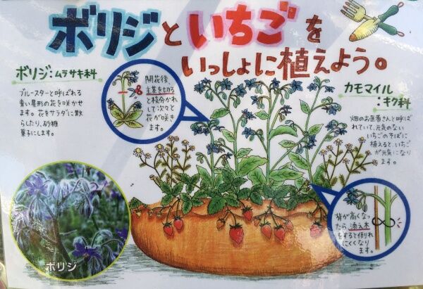 ワイルドストロベリーの花が咲きました ツインソウルからの体感 気づき
