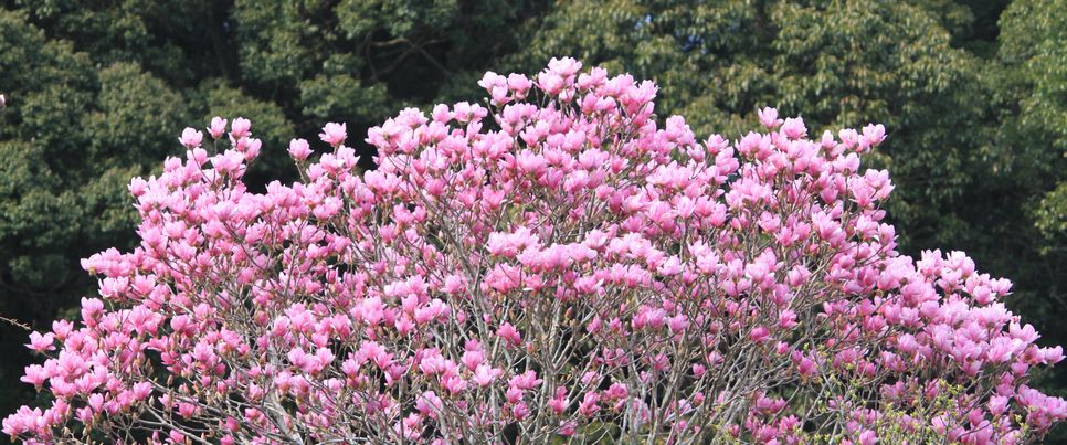 モクレンの花 壮明窯だより 武雄の焼き物 モクレンの花 壮明窯だより 武雄の焼き物