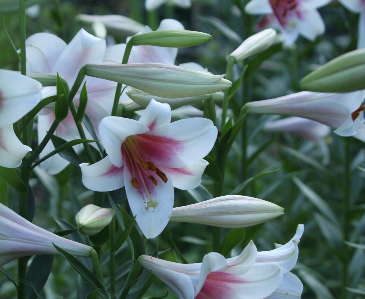 スモモとユリ 壮明窯だより 武雄の焼き物