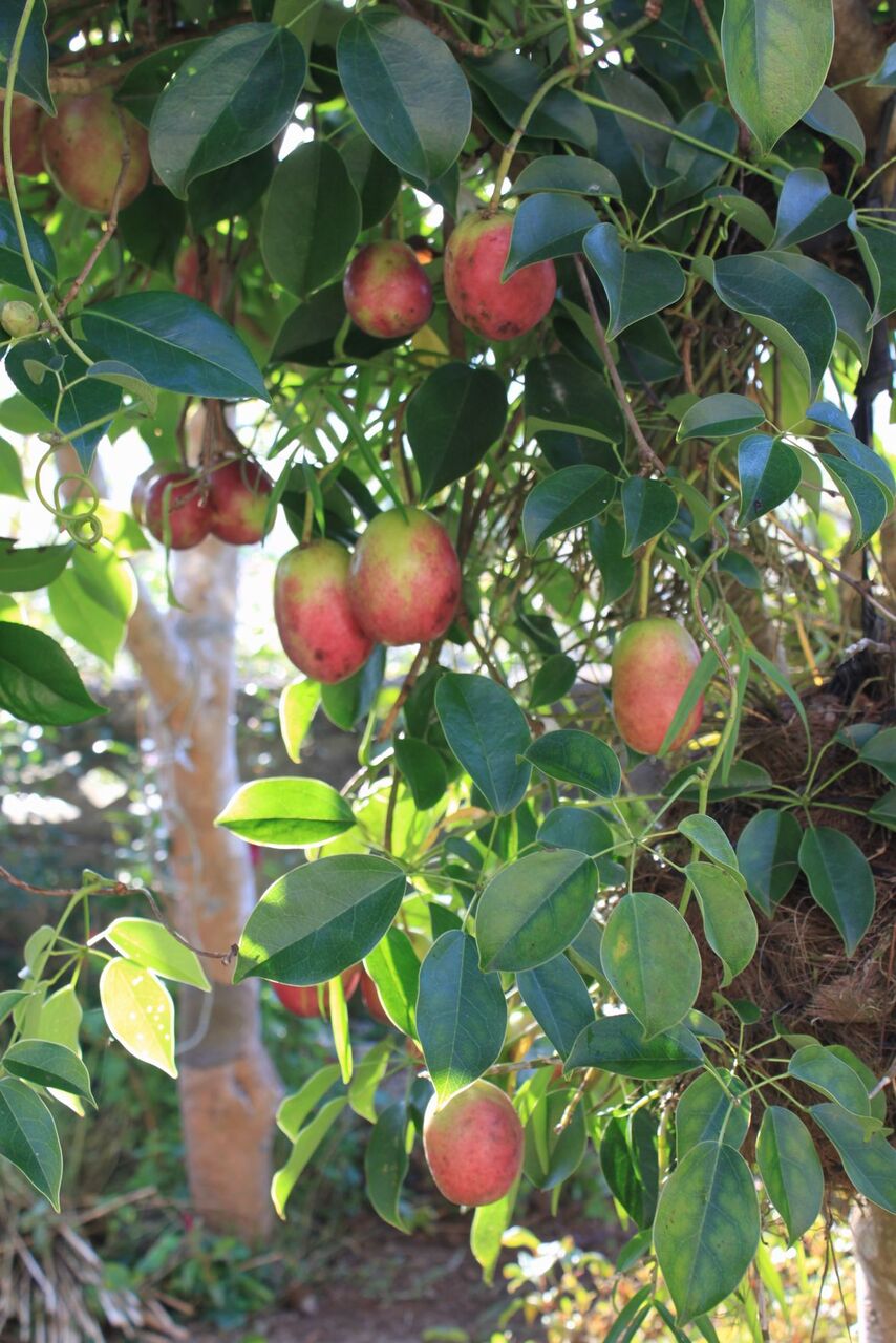 ムベの実の色付き 壮明窯だより 武雄の焼き物