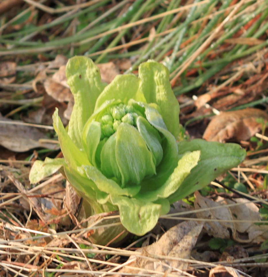 フキノトウと梅の花 壮明窯だより 武雄の焼き物