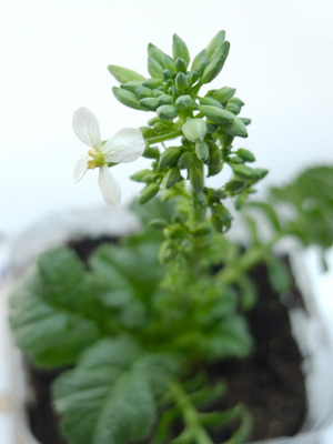 36_Daikon_flower_sml