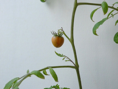 09_tomato_fruit_5