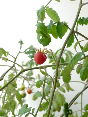26_tomato