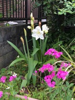 IMG_7766