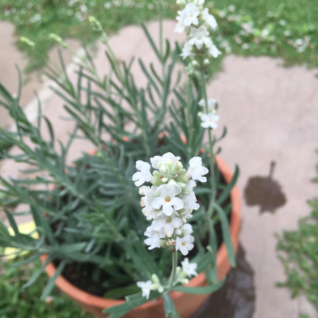 白いラベンダー 星の鈴おと 白いラベンダー 星の鈴おと