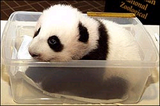 PANDA BABY
