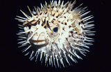Diodon holocanthus