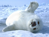 HARP SEAL