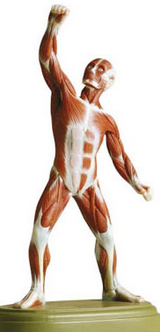 ¿ÍÂÎ