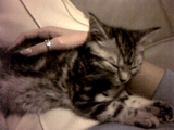 kitty