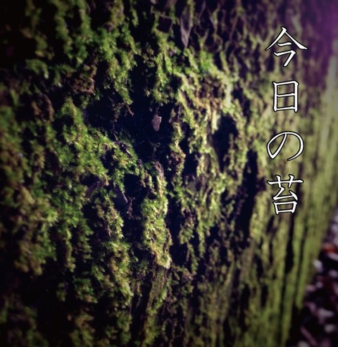 苔1031