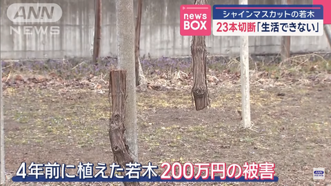 スクリーンショット 2025-03-12 043104