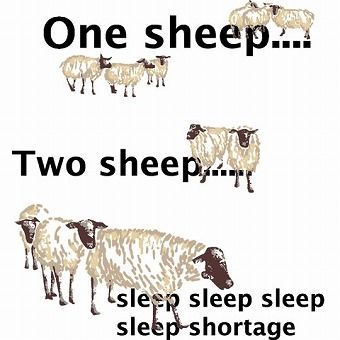 sheep