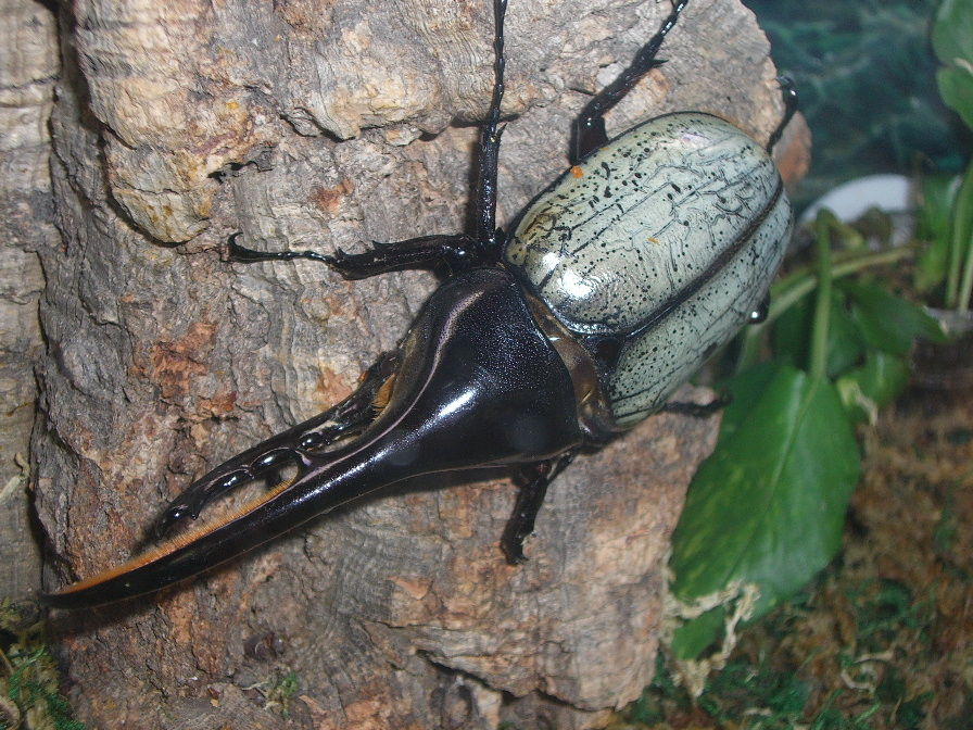 虫の王者 一番かっこいいカブトムシといえば きままと 虫の王者 一番かっこいいカブトムシといえば きままと