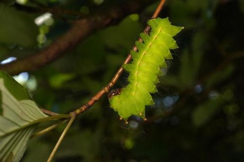 e9f7398596ffed4b0b585fd0dcaabde3_t