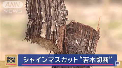 スクリーンショット 2025-03-12 043030