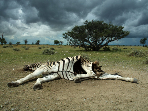 bellan-anthrax-zebra
