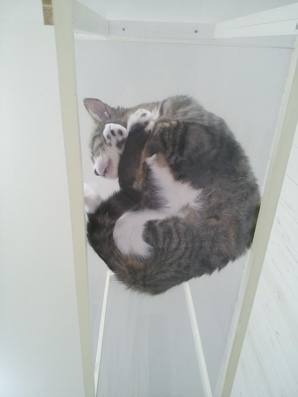 男一人で猫カフェ行く奴wwwwwwwww きままと 男一人で猫カフェ行く奴wwwwwwwww きままと