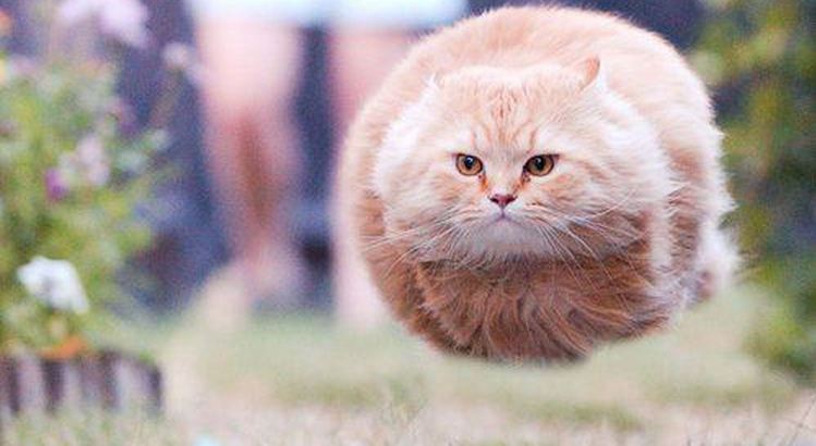 癒し おもしろい猫のgif画像を貼ってくよwwwww きままと 癒し おもしろい猫のgif画像を貼ってくよwwwww きままと