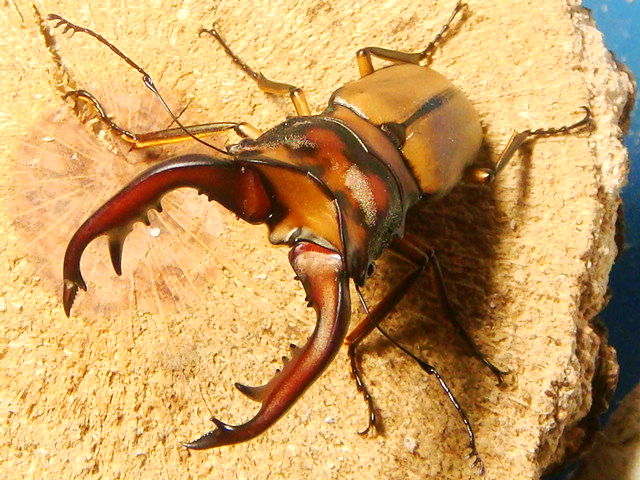虫の王者 一番かっこいいカブトムシといえば きままと 虫の王者 一番かっこいいカブトムシといえば きままと
