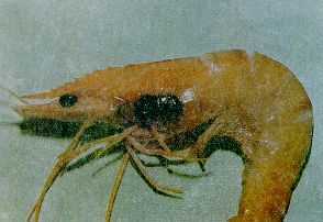 VIBRIO-1