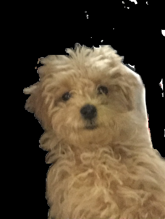うちの犬がなんか コラ素材 っぽいwww きままと うちの犬がなんか コラ素材 っぽいwww きままと